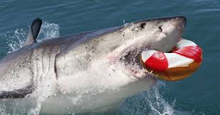 Community contributor can you beat your friends at this quiz? Shark Week Dunkin Donuts And Discovery Partner For Prizes Shark Bite Donut Thrillist