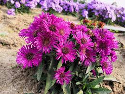 Image result for Asters `Jenny