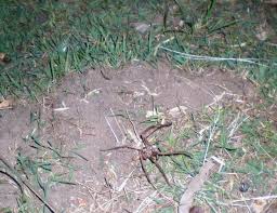 I'm not particularly fond of spiders, but this post was kinda cute. The Huntsman Spider Is His Bite Dangerous To Humans