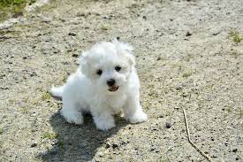 Apr 10, 2017 · if you aren't enchanted by this joyous, gentle little dog, check your pulse. Puppy Dog Cotton Tulear Petit Animal White Dog Pets Cute Small Purebred Dog Pxfuel