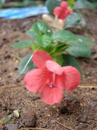 Image result for Barleria