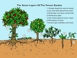 the step by step guide to creating your forest garden