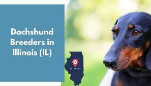Lancaster puppies has standard and mini pomsky puppies for sale in pa, as well as ohio, indiana, and new york. 15 Dachshund Breeders In Illinois Il Dachshund Puppies For Sale Animalfate