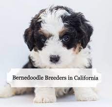 Our standards for bernedoodle breeders in california were developed with leading veterinarians and animal welfare experts. Best Bernedoodle Breeders In California 2021 Top 8 Picks