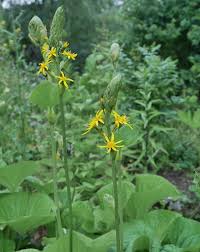 Image result for Ligularia sibirica