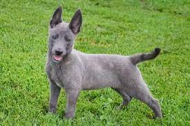 Pin By Lauren Hirvela On Dogs I Want Blue German Shepherd Puppies Dutch Shepherd Puppy Dutch Shepherd Dog
