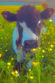 Browse millions of popular animal wallpapers and ringtones on zedge. Imicantlon 3 Cute Cows Fluffy Animals Cute Baby Cow