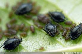 Schwarze Blattlause Schwarze Blattlause Hausmittel Blattlause Bekampfen Hausmittel