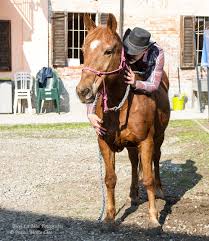 L'uomo che sussurrava ai cavalli. Melody Horse Lab