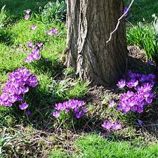 Maybe you would like to learn more about one of these? Crocus Planting And Growing Guide