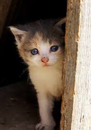 If you need cat help, click my nationwide list of stray cat removal experts for a pro near you. What To Feed A Stray Cat And How To Help Stray Cats And Kittens Survive Stray Cat Cats And Kittens Stray Cat Care