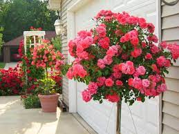 Rose Standards Rose Trees Garden Express Knockout Rose Tree