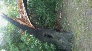 Cost to cut down trees by tree type. Tree Removal Cost Average Tree Trimming Cut Down Tree