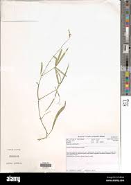 Image result for Tephrosia lupinifolia