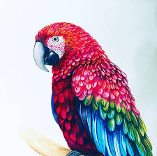 Birds That Start With A P Original Macaw Parrot Print Jpg 900 898 Macaw Parrot Ap Art Illustration Print