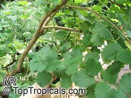 Image result for Tetradenia bainesii