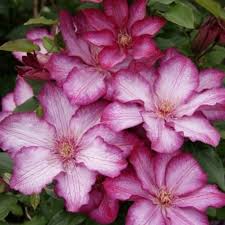 Maybe you would like to learn more about one of these? The Victor Hugo Garden Clematis I The Victor Hugo In Guernsey Society
