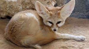 Feneco: Saiba mais sobre a curiosa raposa do deserto