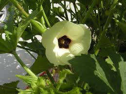 Image result for Abelmoschus esculentus