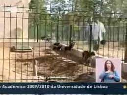 O partido refere que o espaço do canil em causa não garante o devido tratamento em termos de alimentação, nem os cuidados de saúde essenciais dos animais. Portugal Em Directo Canil Intermunicipal Em Proenca A Nova Youtube