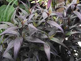 Image result for Strobilanthes anisophylla