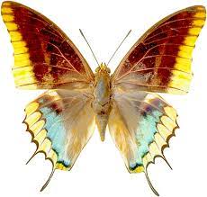 Png Transparent Butterfly Clipart Butterfly Clip Art Butterfly Art Butterfly