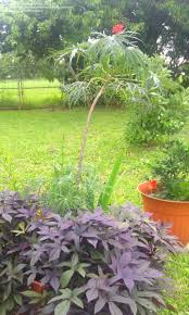 Image result for Jatropha multifida