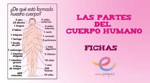 Puedes sugerir una descripción de éste álbum y publicar nuevas fotos en él. Fichas Para Reconocer Las Partes Del Cuerpo Humano