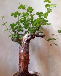 Image result for Commiphora