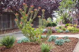 18+ inexpensive drought tolerant landscaping ideas background. Free Drought Tolerant Landscape Plans Community Of Harbor Bay Isle