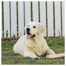Chesapeake has been thought to descend from two newfoundlands, called sailor and canton, who came to the usa on a ship from england in 1807. Silversword English Golden Retrievers Silversword Akc Registered English Golden Retrievers