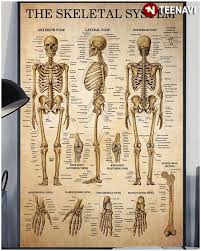 All anatomy charts are available in 19.7 x 26.6 in (50 x 67 cm) unless otherwise stated. Human Skeleton Skeletal System Laminated Anatomical Chart Canvas Poster Teenavi
