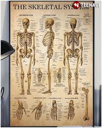 This framework consists of many individual bones and cartilages.there also are bands of fibrous connective tissue—the ligaments and the tendons—in intimate relationship with the parts of the skeleton. Human Skeleton Skeletal System Laminated Anatomical Chart Canvas Poster Teenavi