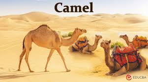 Image result for camel