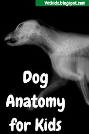 Dog Anatomy For Kids Dog Anatomy Anatomy Dogs