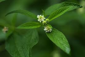 Image result for Lippia scaberrima