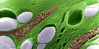 Almost all plants cells contain plastids such chloroplasts, chromoplasts and leucoplasts. Membranes In Tight Corners