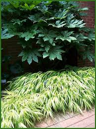 Fasia Japonica Grosse Pflanze Davesgarden Com Und Japanisches Waldgras Hako Davesgardencom Fasia Grosse Hako Plants Shade Plants Japanese Garden