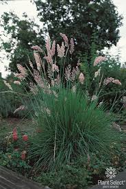 Top 10 ornamental grasses for containers. Plant Select Smart Plant Choices Plant Select