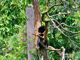 Batu 4,, jalan utara, bandar indah, 90000 sandakan, sabah, malezija. Sandakan Wildlife Safari Sepilok Sukau Bilit Oxbow Cave City Tour Stay Amazing Borneo Tours
