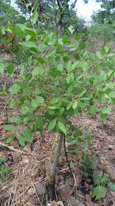 Image result for Gymnosporia senegalensis