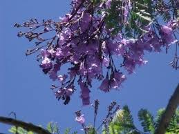 It's a very popular tree with bees and other pollinating insects. Growing Jacaranda Trees How To Plant And Care For A Jacaranda Tree