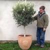 Plant care best growing conditions olive tree varieties. 1