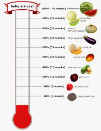 24 Weeks Pregnant Fruit Chart Bedowntowndaytona Com