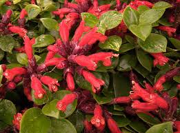 Image result for Gesneriaceae