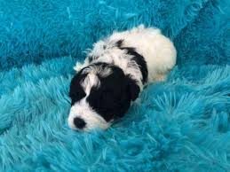 Posted on december 2, 2020 by. Havachon Puppy Male Dallas For Sale In Clearwater Florida Classified Americanlisted Com