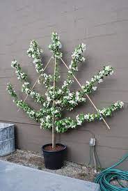 Fan training fruit trees helps you maximise fruit production and minimise harvesting. Green Walls Trellised Vines Espalier Trees Espalier Fruit Trees Vine Trellis Garden Wall