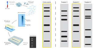 Show your cuts to your teacher and compare them to the answer. Dna Fingerprinting Principle Methods Applications Molecular Biology Microbe Notes