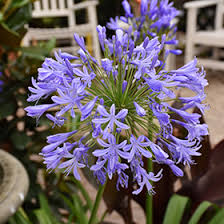 Image result for Agapanthus praecox