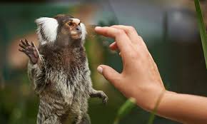 5 Things We Need To Stop Telling Ourselves About Zoos Animals Zoo Animal Advocacy